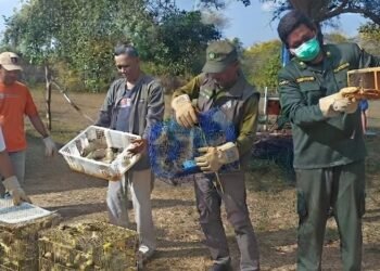 Karantina Bali Gagalkan Penyelundupan 284 Burung